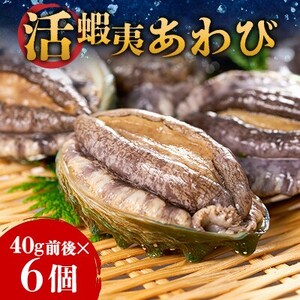 活き蝦夷あわび　6個_あわび 蝦夷あわび 鮑 新鮮 高級_【配送不可地域：離島・北海道・沖縄県・東北・中国・四国・九州】【1442546】
