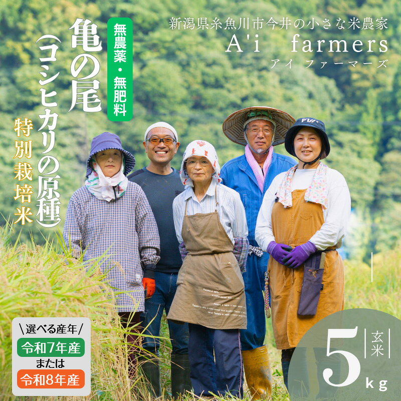 【ふるさと納税】R7年産 / R8年産 選べる 自然栽培米 亀の尾 【令和7年産】【令和8年産】希少種 玄米 5kg 新潟県 糸魚川市産 無農薬 無化学肥料米 美味しいお米 新潟米 米 アイファーマーズ【こしひかり コメ ご飯 ライス ふるさと納税米 ブランド米 5キロ】
