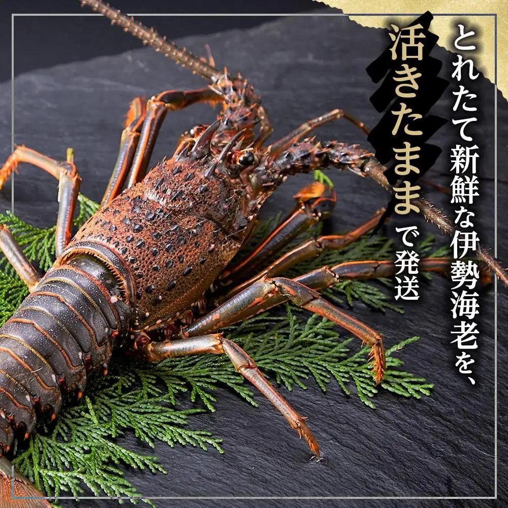 活 伊勢海老 1匹 約300g 伊勢海老
