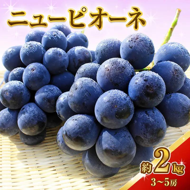 ニューピオーネ 岡山県産 ニューピオーネ【約2kg 3〜5房】【先行予約】