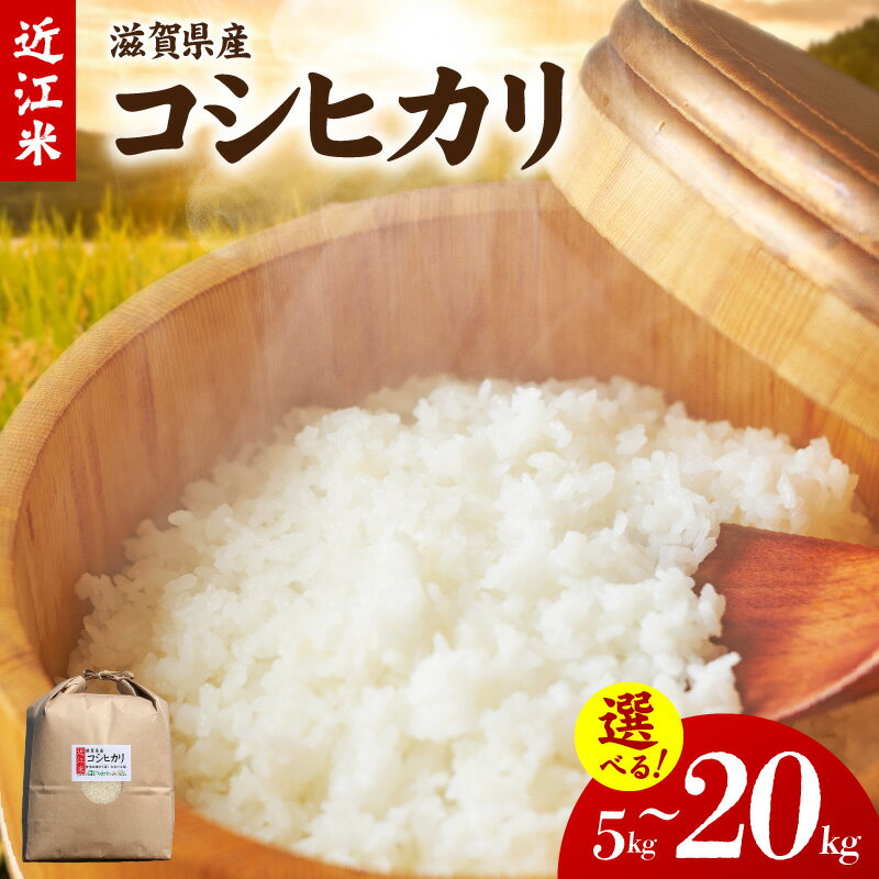 【ふるさと納税】令和7年度産 近江米「コシヒカリ」 選べる 容量 5kg ~ 20kg ご飯 おこめ 白米 精米 人気 お取り寄せ おにぎり カレー チャーハン 食品 常温配送 もちもち 粘り つややかな炊き上がり 甘い 滋賀県産米 国産米 送料無料