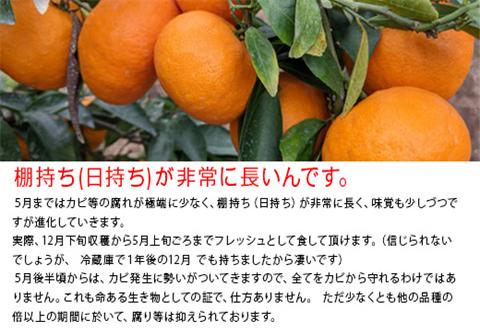 『先行予約』【令和7年2月上旬発送】果皮も丸ごとガブッ！味香みかん 3kg 新種のミカン フルーツ 果物 デザート 柑橘