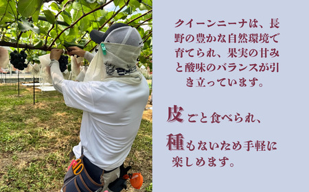 【2026年先行予約】クイーンニーナ 約1kg（2~3房）|ぶどう ぶどう
