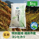 【ふるさと納税】【令和5年度・新米】特別栽培 越前市産コシヒカリ 5kg・玄米 / 送料無料 福井県 越前市 米 コシヒカリ 減農薬 新生活(18209)