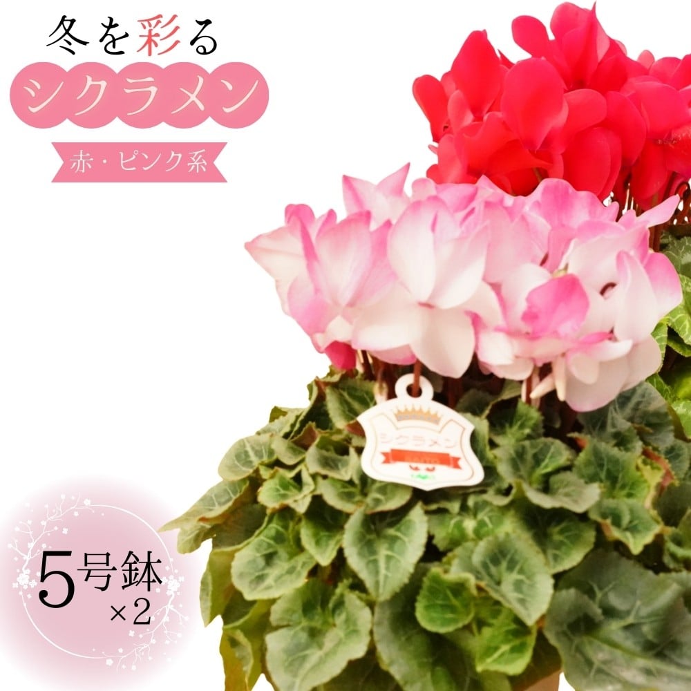 
            シクラメン 5号鉢 × ２鉢 2025年シーズン 先行予約 赤・ピンク系 冬の花 鉢花クリスマス 冬のガーデニング フラワーガーデン斉藤 花農家直送 千葉県八街市
          