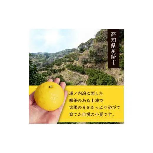 ギフト プレゼント 人気 【 超訳あり 】 小夏 ( 日向夏 ) 5kg 産地直送 ニューサマーオレンジ マル 等級  旬 高知 県 須崎 産  柑橘 初夏 フルーツ 果物 こなつ コナツ ひゅうが夏