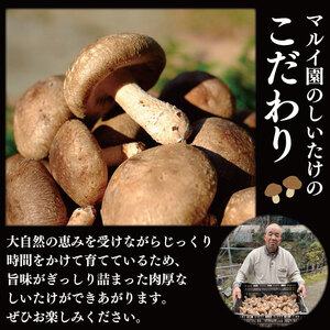 訳あり きのこ しいたけ 1kg （ 250g × 4袋 ） 先行予約 キノコ 椎茸 生しいたけ 生 シイタケ だし ダシ 焼きしいたけ 肉詰め 鍋 味噌汁 スープ 野菜 新鮮 旬 食べ応え 厚い 肉