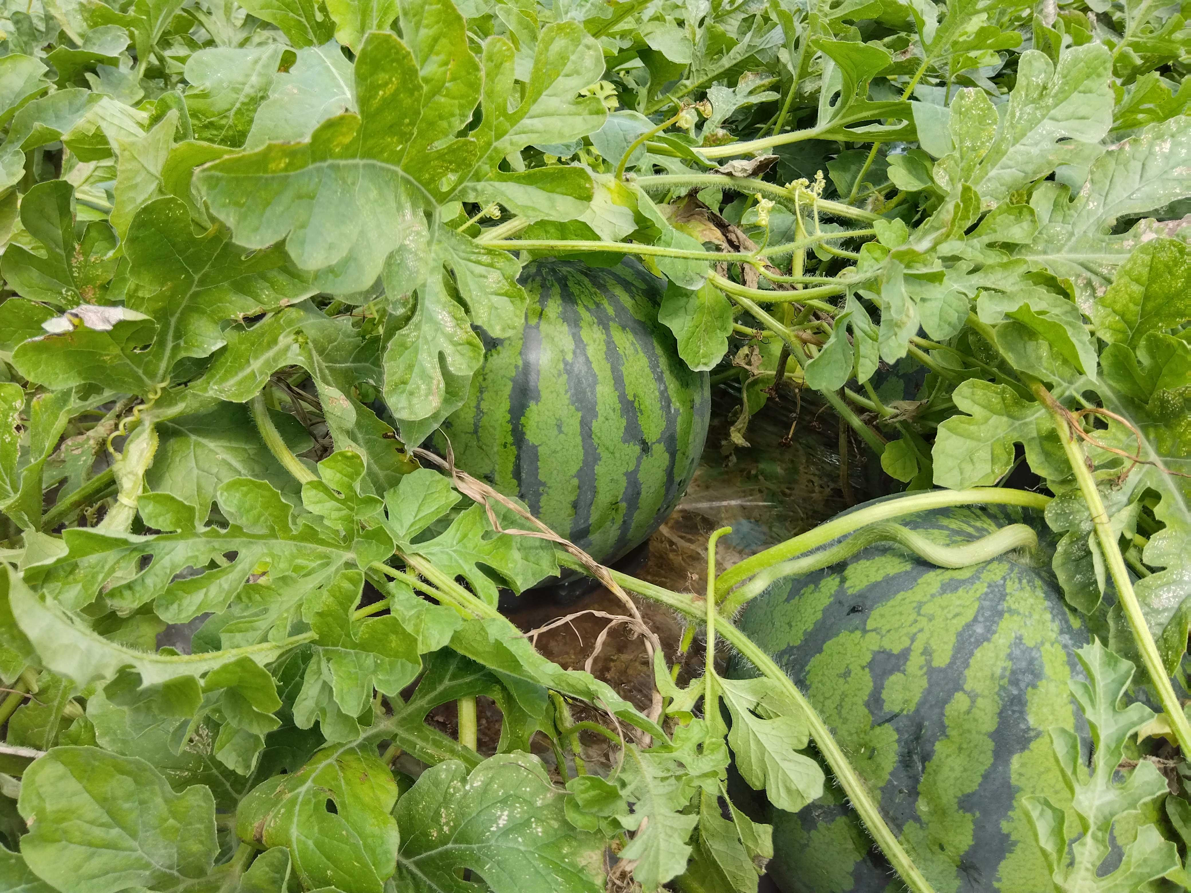 日本有数のすいかの産地、長野県波田地区の大玉すいか。甘さ抜群のすいかです。