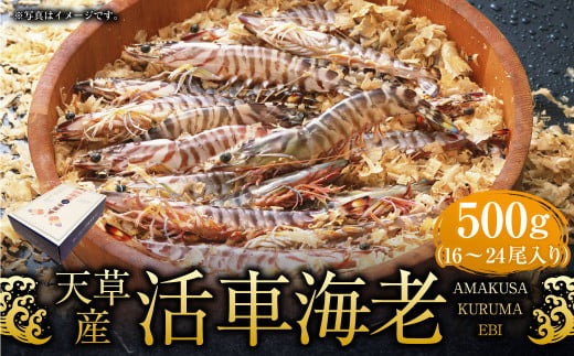 天草産活車海老 500g 16～24尾 活き車海老 車海老 車エビ 活き海老 活きエビ えび 海老 エビ 新鮮 魚介 【発送期間2025年11月5日から2026年3月31日】