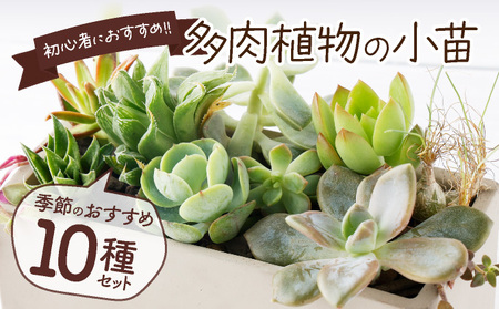 【初心者におすすめ】多肉植物の小苗10本（10種類）セット