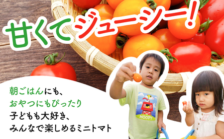 【先行予約】令和7年産《期間限定・数量限定》飛騨産 トマト ミニトマト カラフルキュートなミニトマトの詰め合わせたっぷり1.5kg！[Q216_25] syun106