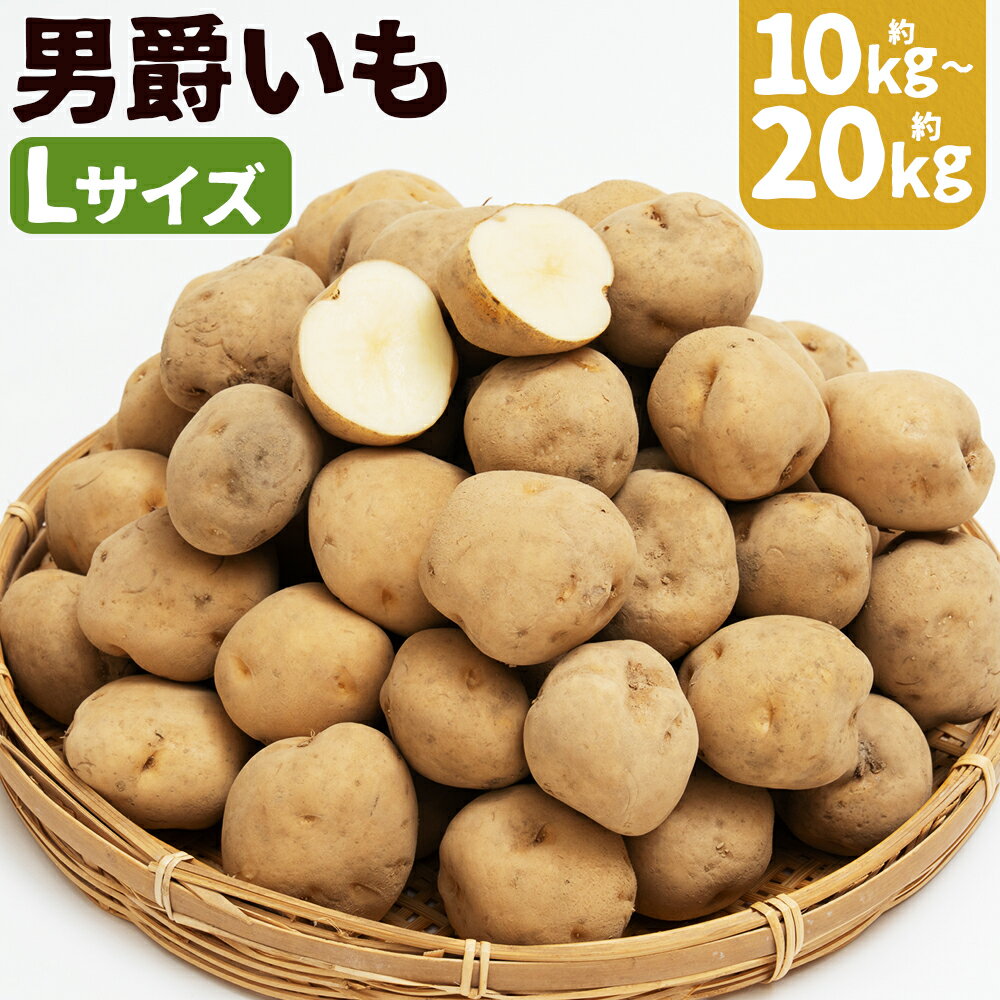 【ふるさと納税】じゃがいも 男爵 約10kg/約20kg 選べる内容量 Lサイズ 芋 野菜 京極町産 北海道産 国産 送料無料【2025年9月下旬～2026年2月下旬に順次発送予定】