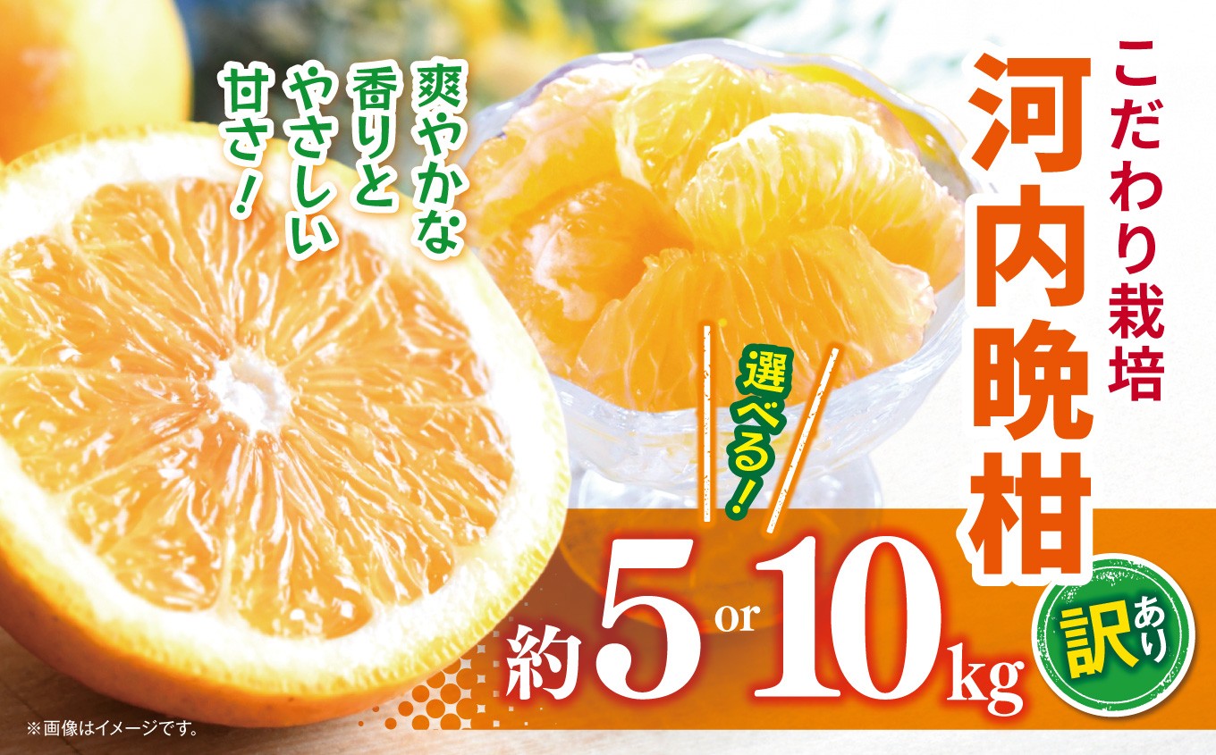 
            【選べる 容量】こだわり栽培 訳あり 河内晩柑 約 5～10kg iFARM 岩城農園 | フルーツ 果物 くだもの 柑橘類 柑橘 晩柑 河内 晩柑 みかん ミカン 訳アリ ご家庭用 家庭用 5キロ 10キロ 熊本県 玉名市
          