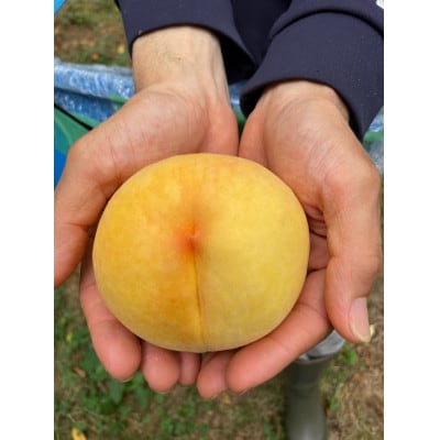 【2026年先行予約】8月上旬頃より発送・岡山県産・黄色い桃・黄金桃(1.5kg箱)【配送不可地域：離島】