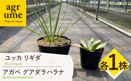 ユッカ リギダ ＆ アガベ グアダラハラナ Yucca rigida ＆ Agave guadalajarana 各1株 長与町/アグリューム[EAI205]