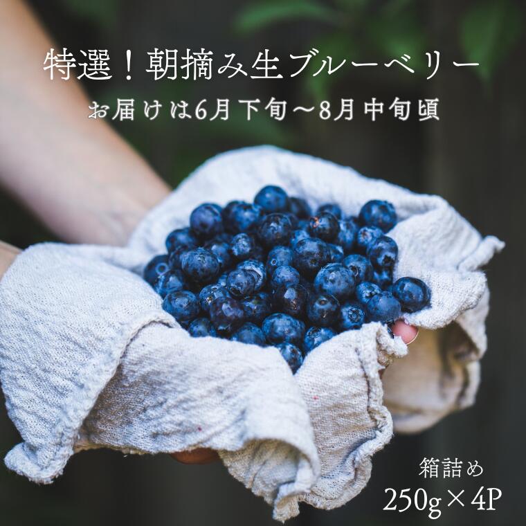 【ふるさと納税】特選！朝摘みブルーベリー　箱詰め250g×4パック　計 約1kg×1箱　〔YU-02〕