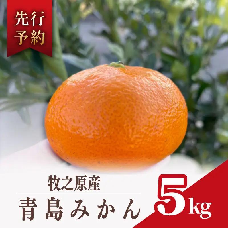 【期間限定発送】青島 みかん 5kg オレンジ みかん
