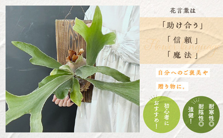 コウモリラン 板付け（ネザーランド） インテリア 吊り下げ 壁掛け
