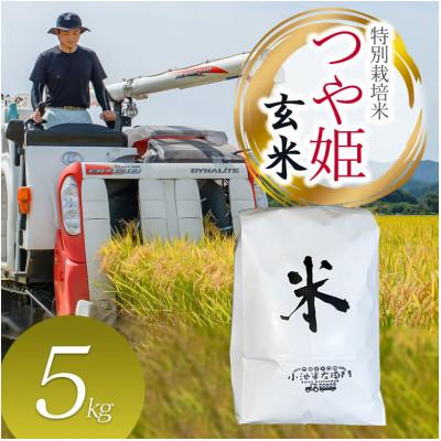 ふるさと納税 鶴岡市 数量限定【令和7年産】山形県庄内産 小池半左衛門のお米 特別栽培米 つや姫【玄米】5kg