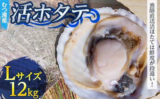むつ湾で獲れた活ホタテ Lサイズ 約12.0kg【活ほたて本舗】 ホタテ ほたて 帆立 活ホタテ 生ほたて 生ホタテ 刺身 殻付き 海鮮 新鮮 貝 貝柱 魚介 青森 青森県 東北 むつ湾 陸奥湾 海鮮 BBQ バーベキュー キャンプ 12kg F21J-087