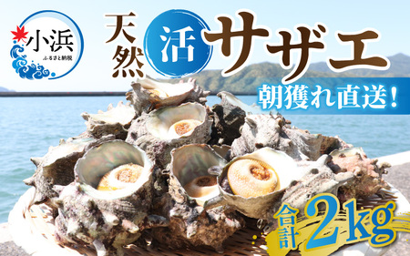 先行予約 2026年6月発送 サザエ 天然 活サザエ 2kg 15～30個 朝獲れ BBQ小浜市 / 桝屋商店【配送不可地域：北海道・沖縄・離島】 [BFAO015] 