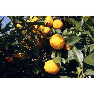 ふるさと納税 能美市 国造ゆずの蜂蜜130g　2本セット |  | 01