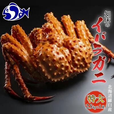 ふるさと納税 羅臼町 知床 イバラガニ 姿 1尾(2.5kg前後)