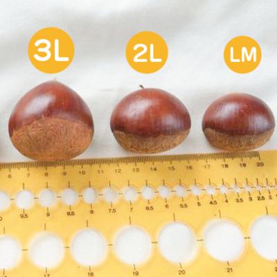 ふるさと納税 四万十市 【期間・数量限定】新栗!贅沢四万十栗(3Lサイズ生栗)約1kg【2025年10月上旬〜下旬発送】 |  | 02