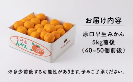 【先行予約】原口早生みかん 約5kg[OCU003]みかん柑橘みかん柑橘みかんみかん