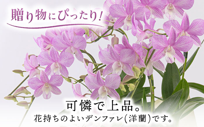 【お中元対象】【10セット限定】デンファレ（洋蘭）5本立ち 糸島市 / 和饗エコファーム [AVI003]