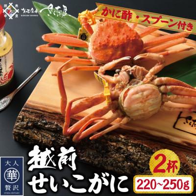 ふるさと納税 越前町 浜茹で越前せいこがに約220〜250g2杯　かに酢&amp;かにスプーン付き