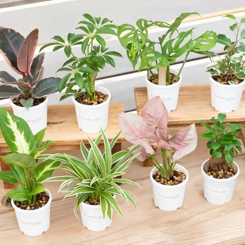 季節の植物 2号鉢 5点セット【発送可能時期：4月上旬～7月末、9月上旬～11月末】観葉植物