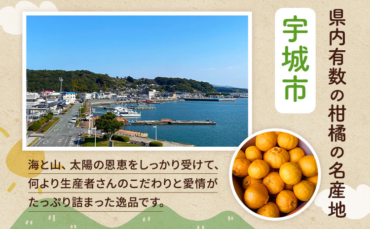 【先行予約】 不知火 訳あり 約8kg しらぬい 柑橘 フルーツ 果物 果実 みかん 蜜柑 ミカン 熊本県 宇城市産 【2026年2月下旬から4月上旬発送予定】