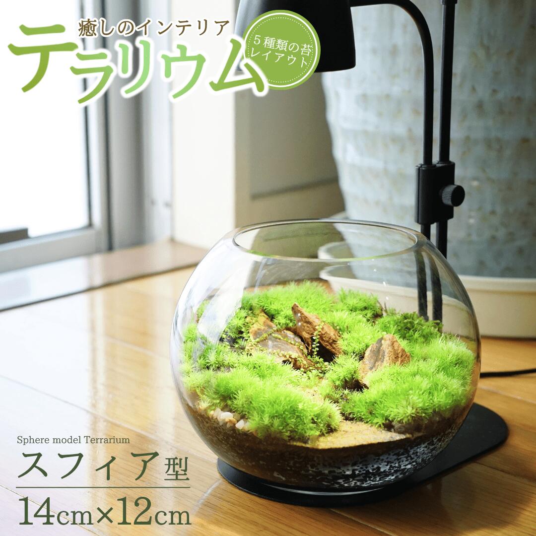 【ふるさと納税】苔テラリウム キット 14cm スフィア 苔リウム 苔テラリウム インテリアグリーン 観葉植物 雑貨 新潟県加茂市 テラリウム専門ショップ -Terraria-