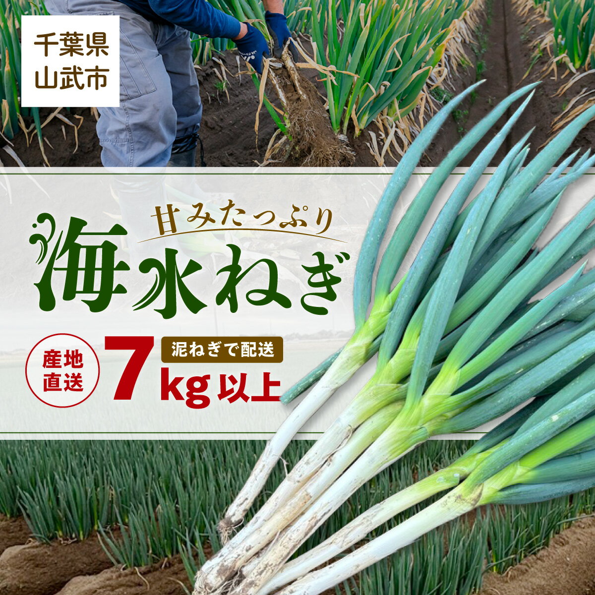 【ふるさと納税】【先行予約】【山武市限定栽培】泥ネギでドドンと配送！ミネラル豊富で甘みたっぷりの「海水ネギ」7kg以上 / 地元の道の駅オライはすぬまで大人気の農家から直送! 【発送期間：2026年12月から2027年2月】 SMCW002