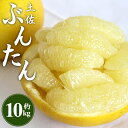 【ふるさと納税】【先行予約】土佐文旦 約10kg (2L〜4Lサイズ) - 期間 数量限定 果物 くだもの フルーツ 柑橘類 果実 ぶんたん ブンタン フレッシュ ジューシー 間城農園 10キロ ザボン ボンタン つぶつぶ お取り寄せ 美味しい 特産品 贈答 高知県 香南市【常温】ms-0066