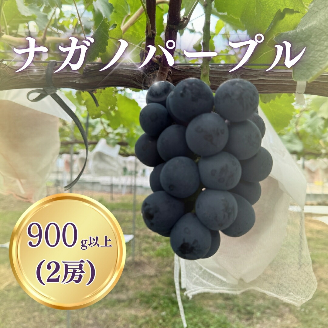 ナガノパープル 900g以上（2房）｜ぶどう 種無し 黒ぶどう 皮ごと 信州 長野県 千曲市