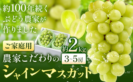 【2026年発送】シャインマスカット ご家庭用 農家こだわりの シャインマスカット  約2kg  Nini farm 