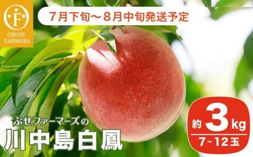 川中島白鳳 約3kg 7～12玉 ［おぶせファーマーズ］果物 フルーツ 桃 もも モモ クール便 冷蔵便 長野県産 信州産  令和8年産【2026年7月下旬～8月中旬発送】［F-14］