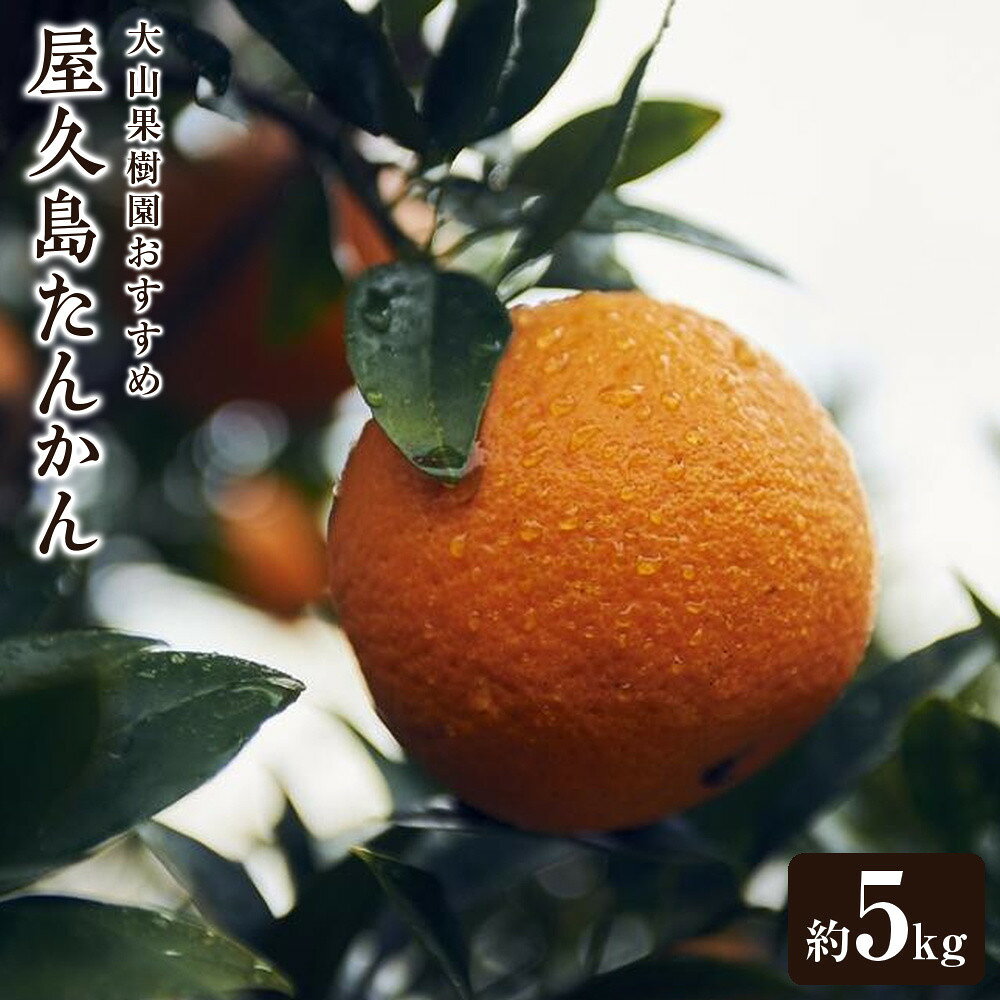 【ふるさと納税】大山果樹園おすすめ 屋久島たんかん 約5kg【家庭用・訳あり】
