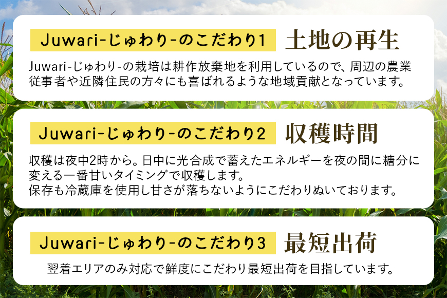 【数量限定 先行予約】＜2025年夏発送予定＞ブランドとうもろこし【Juwari-じゅわり-】ゴールドラッシュネオ 約4kg以上（8～10本入り） とうもろこし トウモロコシ 41-A