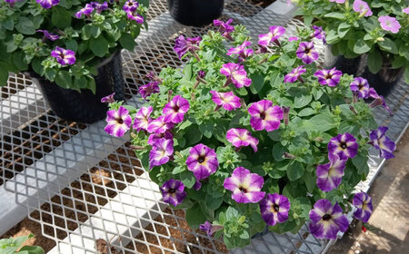 【4月末より順次発送】 サフィニア ブルーモーメント 鉢花　/ 瑞浪市 中山園芸 花 お花 お祝い 鉢植え 生花 ギフト プレゼント フラワー[AZDC008]