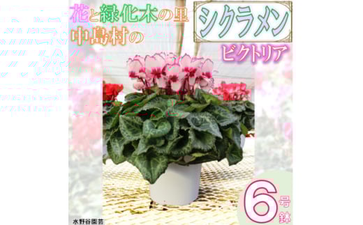 ＜先行予約＞シクラメン6号鉢(ビクトリア)　水野谷園芸【1494356】
