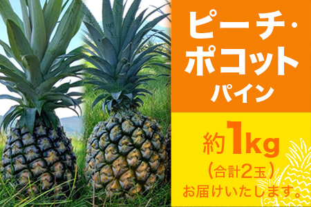 【予約受付】ピーチ＆ポコットパイン食べ比べ 1ｋｇ（計２玉）お勧め♪川平パイン《2025年5月～7月頃順次発送》KN-5