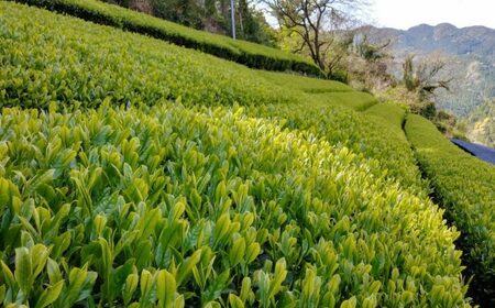 【全3回定期便】伝統の釜炒り製法の嬉野茶！「葉と日と火」 釜炒烏龍茶 2種（赤/青）飲み比べセット（ティーバッグ） / 佐賀県 / 株式会社テンフィールド [41AIAC014]