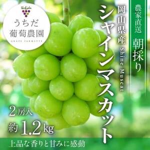 朝採りシャインマスカット2房入(約1.2kg)【配送不可地域：離島】【1609771】