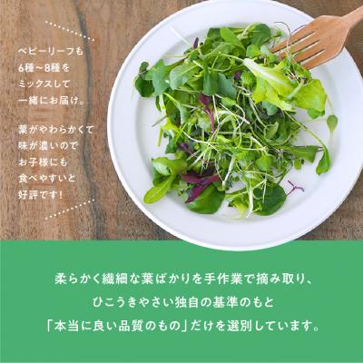 ふるさと納税 各務原市 マイクロリーフミックス【20g】&ベビーリーフミックス【40g】健康野菜の食べ比べセット【932】 |  | 03