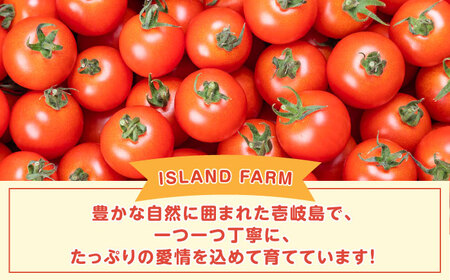 ミディアムトマト バラ 2箱（1.5kg×2種）《壱岐市》【ISLAND FARM】 トマト 生鮮 野菜 夏 19000 19000円 [JFL002] コダワリトマト こだわりトマト おすすめトマト