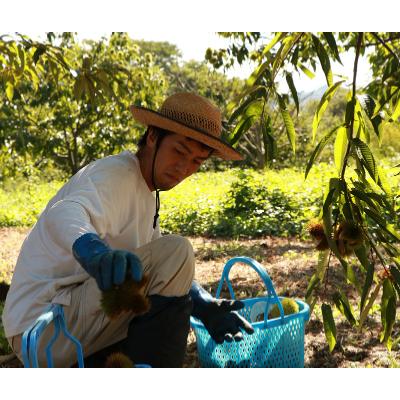 ふるさと納税 福知山市 秦栗園のあま〜い氷蔵丹波栗 早生玉造2L むき500g【熟成】10月中旬発送 |  | 02