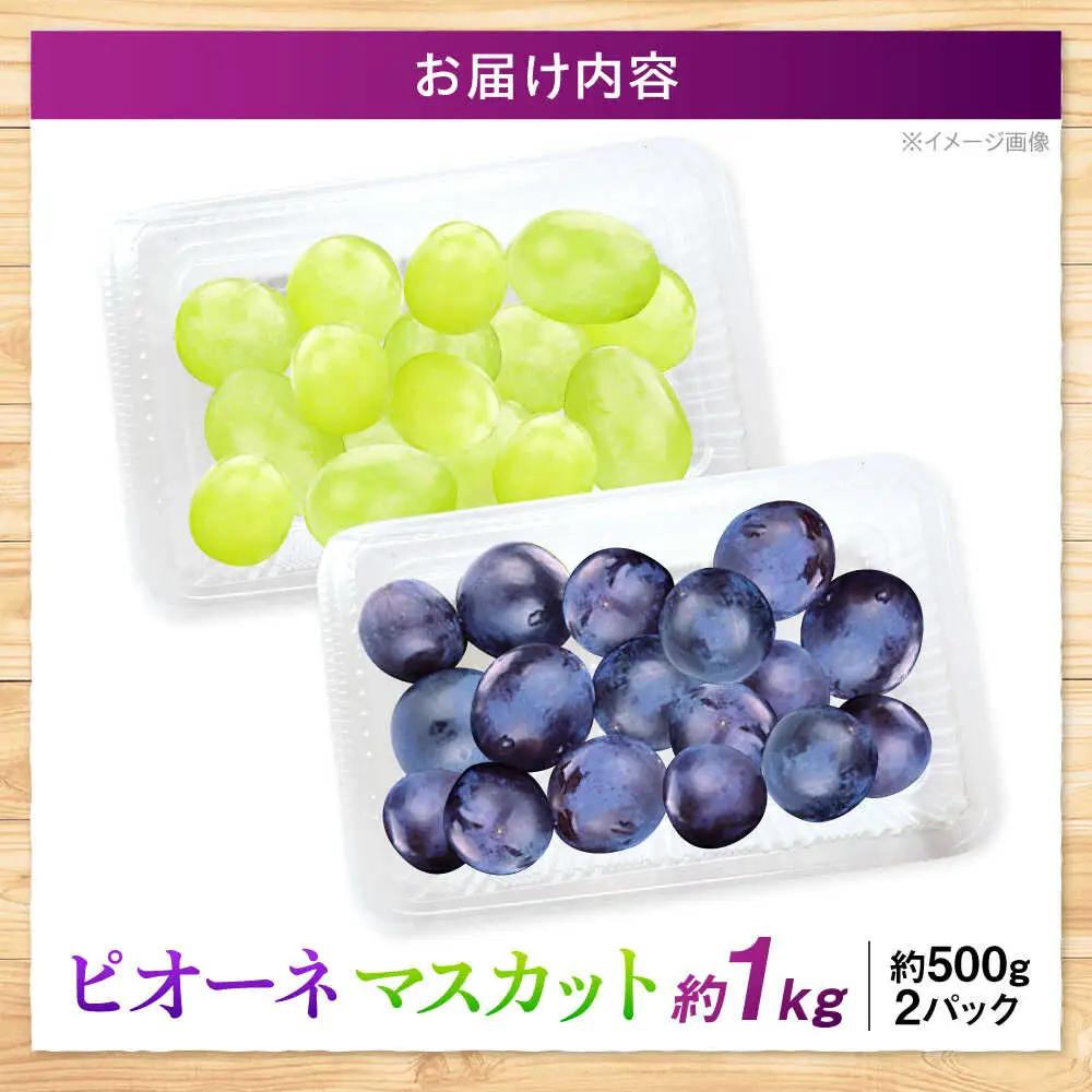 ぶどう【訳あり】ピオーネ シャインマスカット セット 計1kg [APCM008] ぶどう